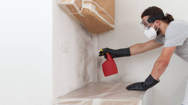 Professional Black Mold Remediation technician working in Franklin Lakes, NJ