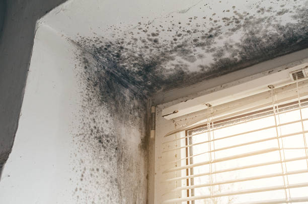 Affordable Black Mold Remediation solutions in Franklin Lakes, NJ